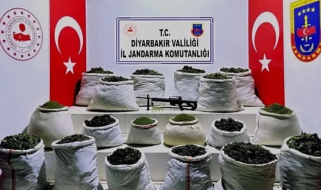 Milyonlarca kök kenevir ve 1,5 ton esrar ele geçirildi