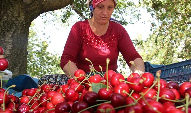Olumsuz iklim şartlarına rağmen kiraz ve domates ihracatında rekor