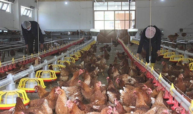 Tavuk eti üretimi yüzde 3,3 arttı