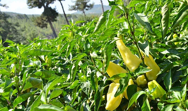 Tescilli Kale biberinde hasat devam ediyor