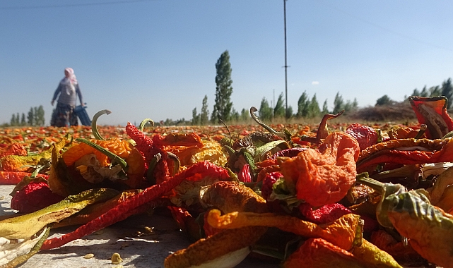 Ürettikleri 50 ton sebzeyi hem kurutup hem de taze olarak satıyor