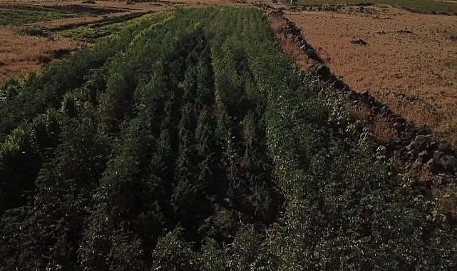 Urfa'da keneviri bamya tarlasının içerisine ektiler