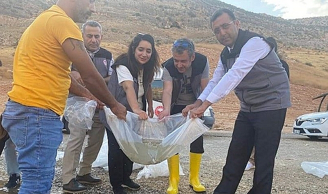 Urfa'da yetiştirilen balıklar Siirt sularına bırakıldı