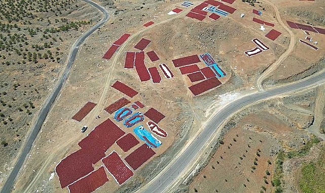 Urfa'dan sonra Kilis'te de acı hasat başladı