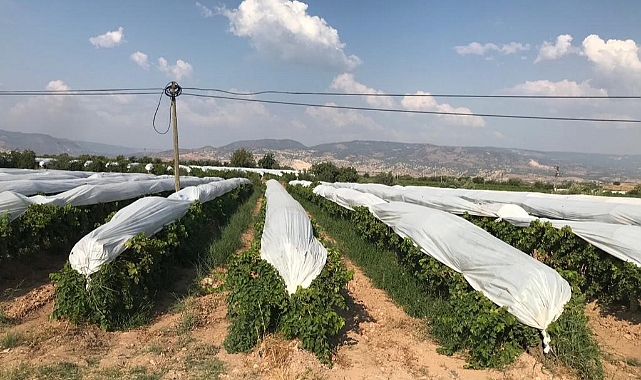 Üzümler branda örtülerle koruma altına alındı