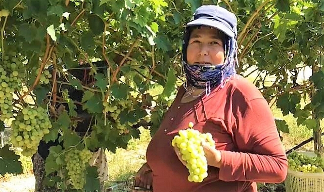 Yağışlar üzüm üreticisini yeni çözümlere yöneltti