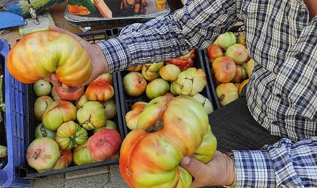 Yetişen dev köy domatesini görenler şaşkınlığını gizleyemiyor