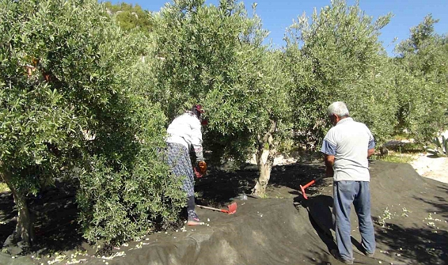 Yılın ilk sofralık zeytin hasadı başladı