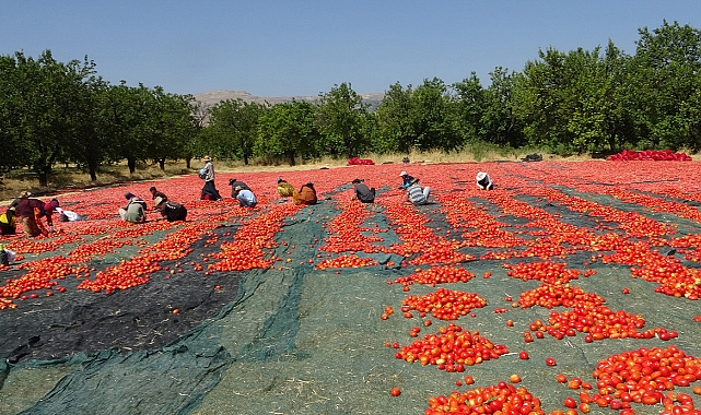 Yüzlerce dönüm arazide kurutulmuş domatesler ihrac ediliyor
