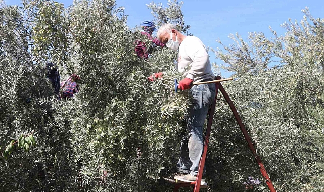Zeytin hasadı başladı