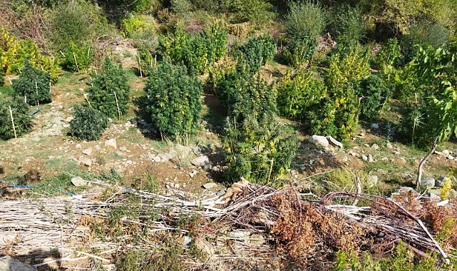 121 kilo esrar, 350 bin kök skunk ve kenevir ele geçirildi