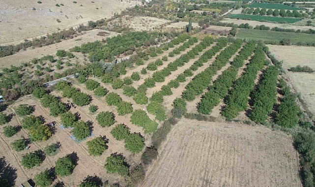 125 bin ceviz ağacında hasat başladı