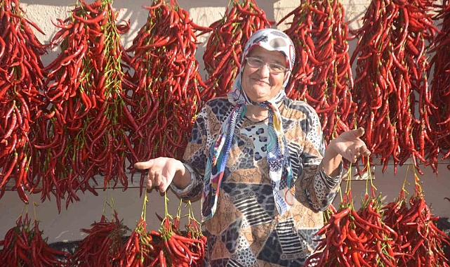 155 yıldır aynı tohumdan acı kırmızıbiber üretiyorlar