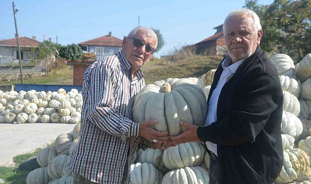 20 ile 30 kilogram ağırlığında gelen kestane kabağı hasadı başladı