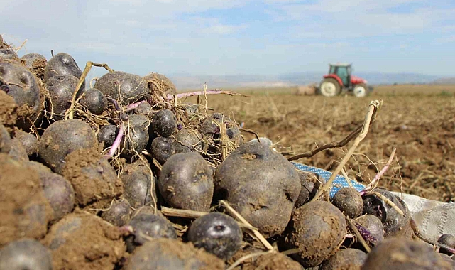 Avrupalı kadınların gözdesi mor patatesin üretimi Anadolu’ya yayılıyor