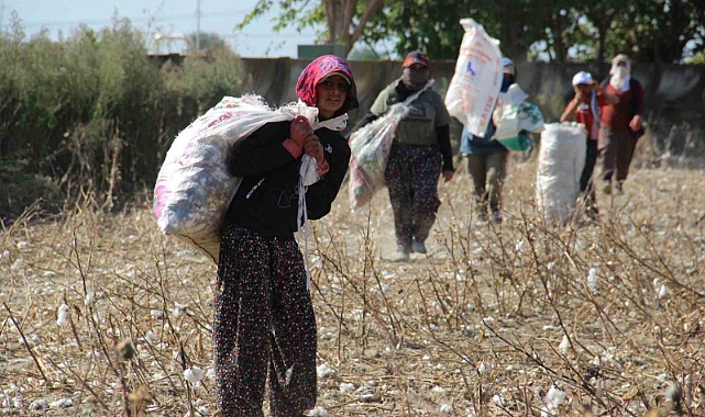Aydın Ovası’nda ‘kalıntı pamuk’ mesaisi