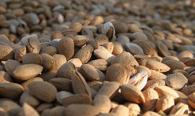 Badem hasadı sürüyor