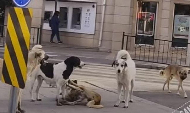Başıboş köpekler tehlike saçıyor