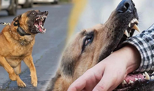 Başıboş köpekler Urfa'da bir çocuğa saldırdı