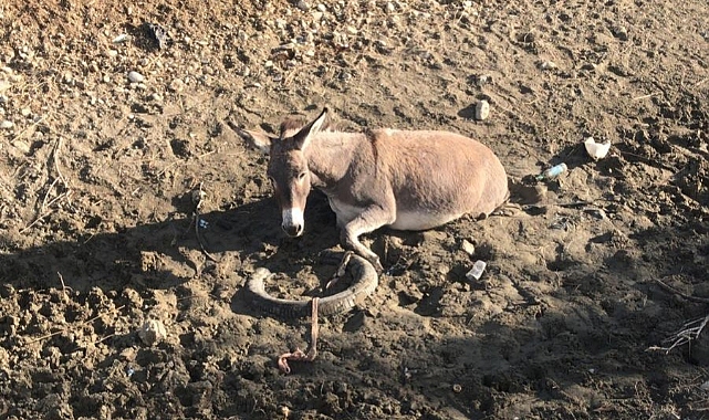 Bataklığa saplanan eşeği AFAD ekibi kurtardı