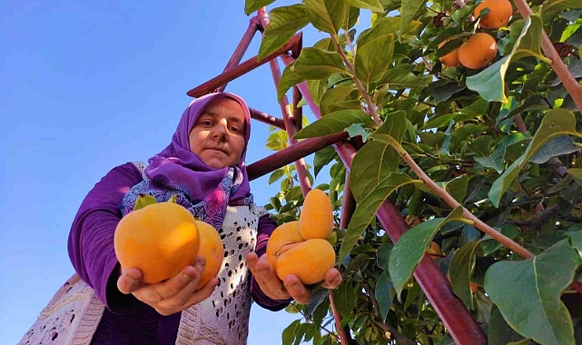 Cennet hurmasında hasat zamanı