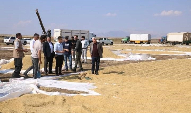 Çermik’te çeltik pirinci hasadında 700 ton rekolte bekleniyor