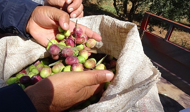 Devam eden zeytin hasadında yüksek rekolte bekleniyor