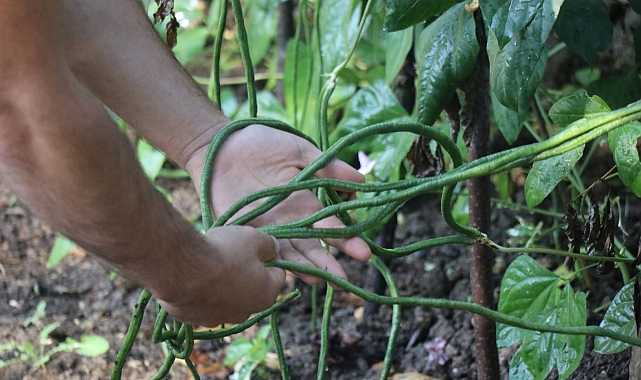 Endonezya’dan getirdi, taleplere yetişemiyor