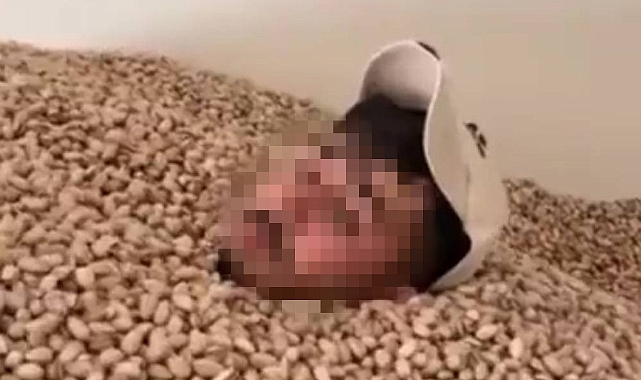 Fıstık deposunda yüzen şüpheli gözaltına alındı