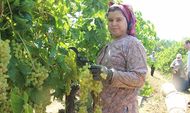 Günde 5 tır üzüm ihraç ediliyor