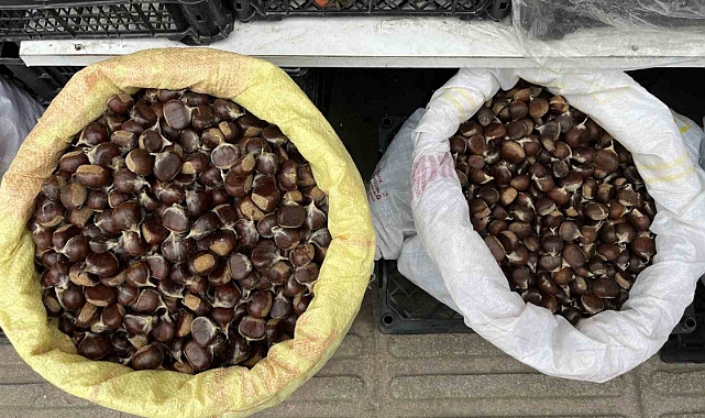 Kestane cep yakıyor: Kilosu 300 lira