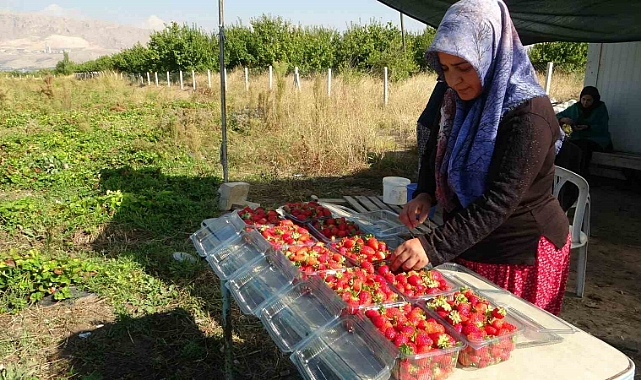 Kilosu 50 lira, siparişlere yetişemiyorlar