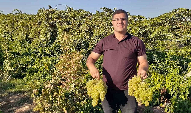 Modern tarım ile 17 ayda tonlarca üzüm elde etti