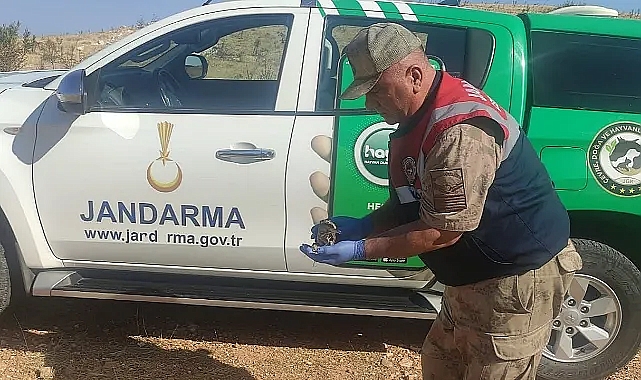 Nesli tükenen kuşu jandarmanın dikkati kurtardı