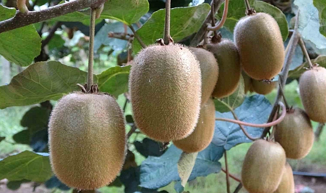 Ordu kivisinin fiyatı belirlendi: 90 gram üstü 20 TL