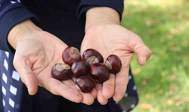 Parklarda bolca bulunmaya başlanan at kestanelerine dikkat