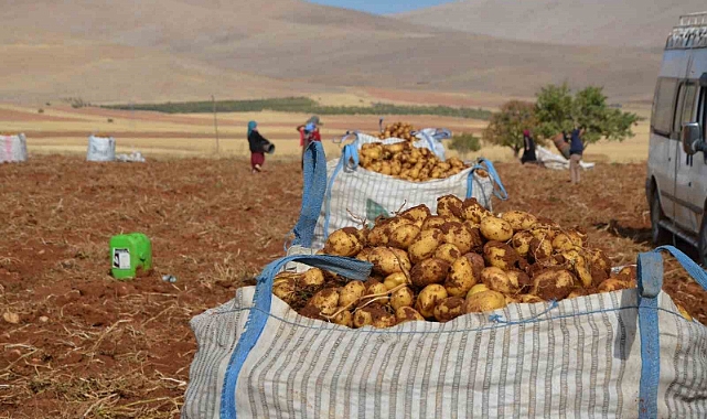 Patates hasadı başladı