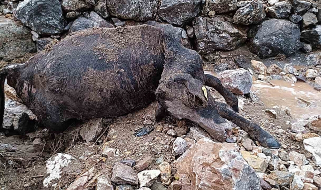 Sağanak yağış nedeniyle köy yolları bozuldu, 2 inek telef oldu
