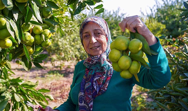 Satsuma mandalinasında hasat dönemi başladı