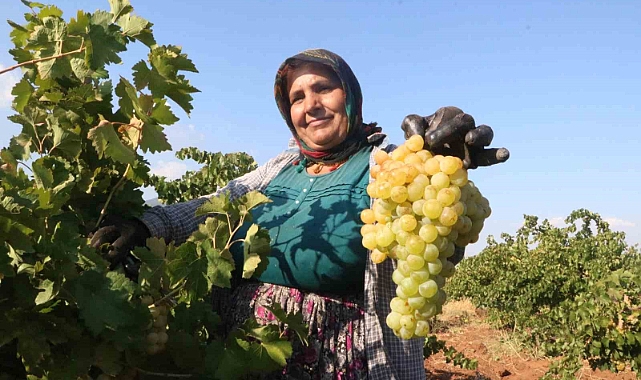 Sıcak havanın rekolteyi etkilediği üzümün tarla fiyatı: 12 TL