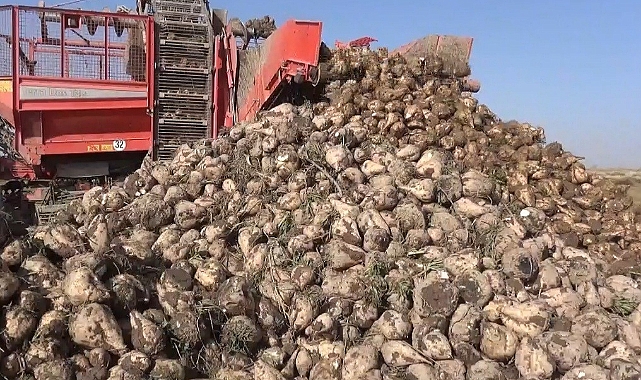 Tahıl ambarı Konya’da 7 milyon ton pancar rekolte beklentisi