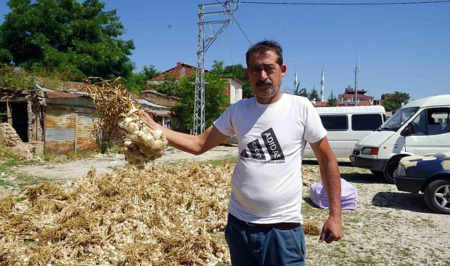 Taşköprü sarımsağında yaşanan verim kaybı üreticisini üzdü
