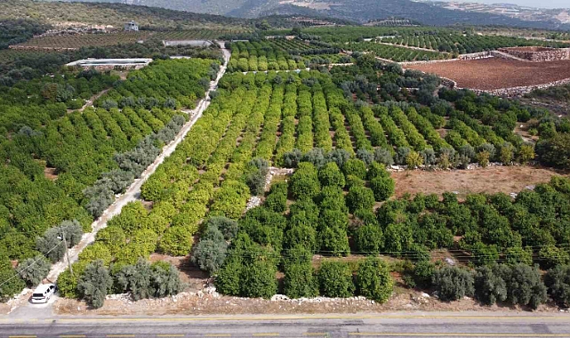 Üreticinin umudu depoluk limonda
