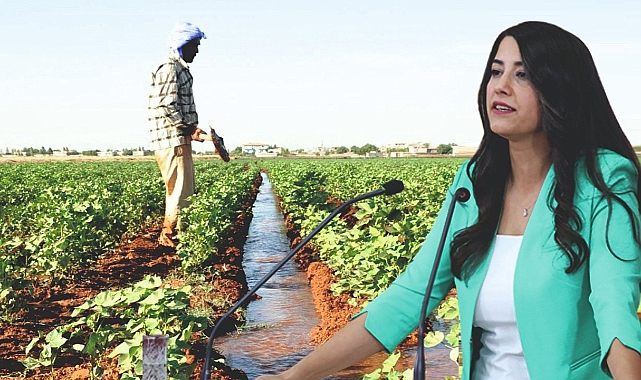 Urfa çiftçisine zulüm yapılıyor!