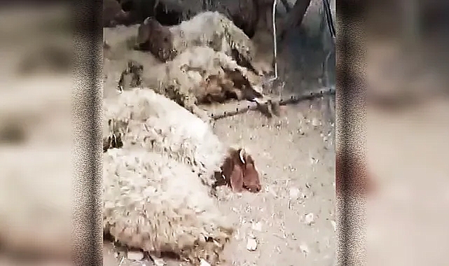 Urfa'da başıboş köpekler 12 koyunu telef etti
