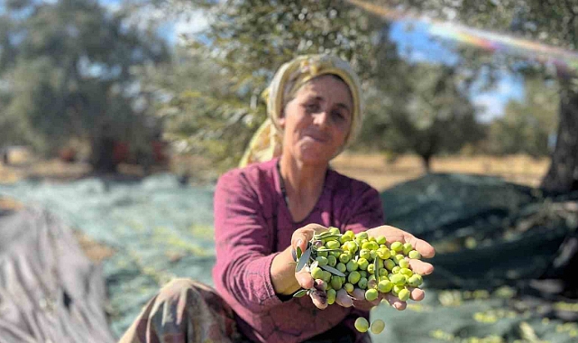 Zeytin hasat şenliğinde buluşuyor