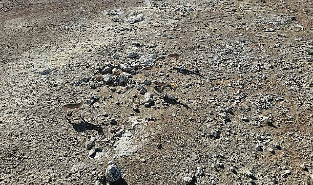 20 Ceylan doğal yaşamına salındı