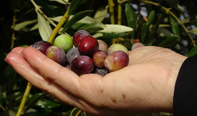 300 yıllık zeytin ağaçlarında rekolte düşük verim yüksek