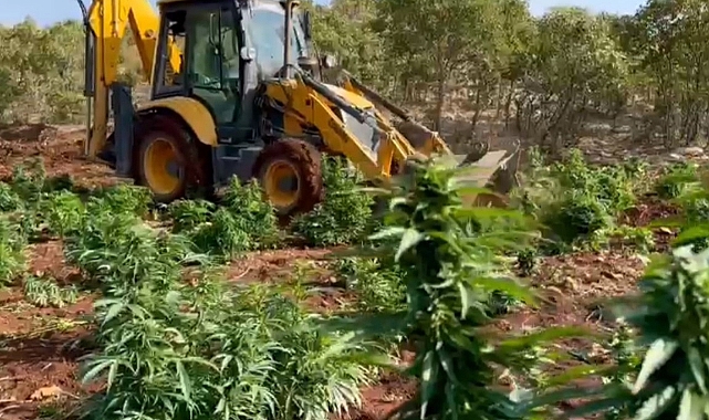 403 kilo esrar ve 423 bin esrar bitkisi ele geçirildi