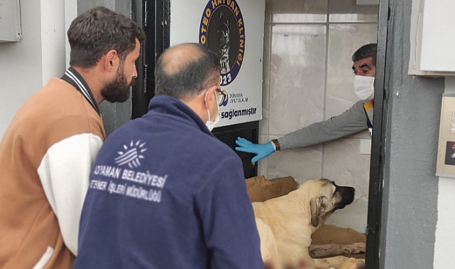 Av tüfeğiyle vurulan köpek yaşam mücadelesi veriyor